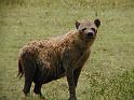 Pregnant spotted hyena